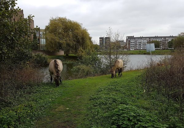 Singles in Maastricht: view of the city